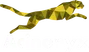 Acinonyx